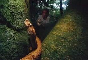 蛇岛电影在线观看,在线揭秘神秘蛇岛惊悚事件  第3张